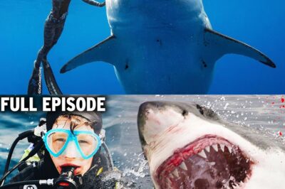 Heart-Stopping Final Moments: The Gripping Last Words of a Swimmer as a Shark Launches a Terrifying Attack