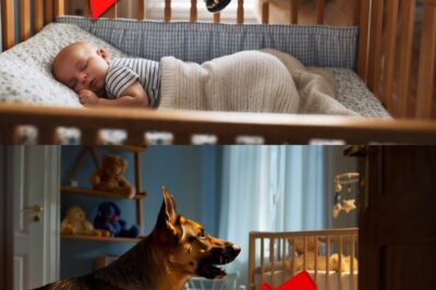 Watch: Dog growled at the child every night… Parents were horrified when they learned the reason