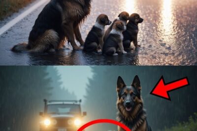 Watch: The dog with her puppies blocked the road… When she understood why, tears appeared in her eyes.