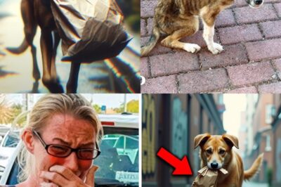 Watch: She Catches a Stray Dog Stealing—The Reason Leaves Her in Tears!