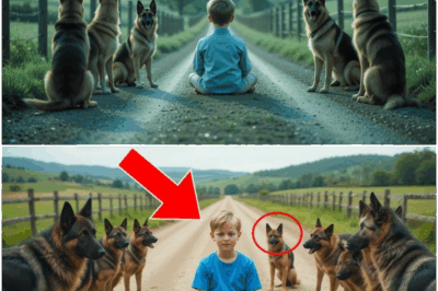 Traffic halted as a crying child was surrounded by a pack of K9 German Shepherds on the street. Onlookers braced for disaster, but what happened defied expectations—the intelligent dogs soothed the child, shielded her from harm, and waited patiently for rescue. Their amazing actions became a viral symbol of hope and selfless courage.