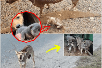 Heartbreak and Hope: Watch What Happens When an Emaciated Dog Mom Rushes Her Babies Into a Stranger’s Yard—A Tale of Survival, Compassion, and an Astonishing Twist that Left the World Stunned!