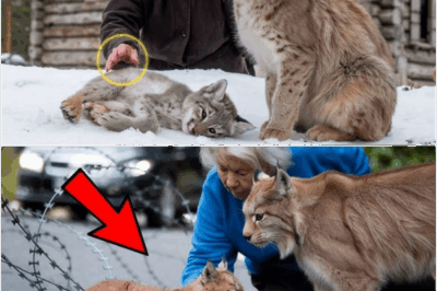 Incredible Act of Animal Trust: Desperate Mother Bobcat Carries Dying Cub to Elderly Woman’s Doorstep—What This Courageous Grandmother Does Next Stuns Veterinarians and Triggers a Chain of Miracles, Leaving an Entire Town in Awe of a Bond Between Human and Wild That Defies Belief!