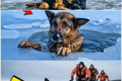 Chilling Rescue on Icy Lake: Police Officers Risk Everything to Save German Shepherd, But When the Dog Emerges, They Discover a Startling Hidden Message That Hints at a Sinister Conspiracy, Sending the Town into Chaos as Officials Scramble to Protect Everyone from a Mysterious Danger Lurking Closer Than Anyone Dared Imagine!