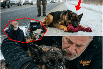 Miracle on a Frozen Highway: Near-Death German Shepherd Unleashes Startling Secret, Clinging to a Bloody Bundle That Could Expose a Chilling Truth and Ignite a Town-Wide Manhunt—What Was Hidden in the Snow That Authorities Never Wanted Anyone to Find?