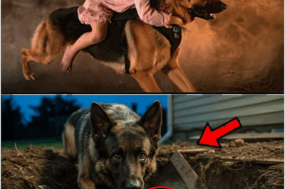In the chaos of a raging house fire, a K9 dog bravely charges through smoke and flames to save a trapped girl. But as firefighters celebrate the dramatic rescue, the hero dog uncovers a hidden secret in the burning debris—one that not only explains the fire, but changes both their destinies forever.
