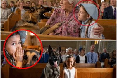 Heroic Bark Stuns Congregation: German Shepherd Won’t Sit—Exposes Woman’s Daring Kidnap and Saves Terrified Girl Right Before Sheriff’s Eyes in Small Vermont Town!