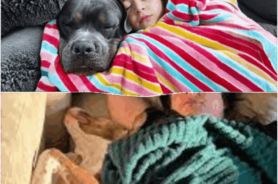 Every Night, Our Pitbull Labowski Tiptoes Into Scarlet’s Room—The Real Motivation Behind His Mysterious Loyalty Will Melt Your Heart and Has Experts Saying This Extraordinary Dog-Child Connection Might Be the Most Important Emotional Lifeline You’ll Ever Read About!