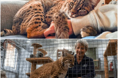 This remarkable bobcat has become an internet sensation—not for her fearsome growl, but for her habit of hugging everyone she meets! Rescued as a kitten and raised with compassion, her gentle hugs and loving nature have melted the hearts of zookeepers and fans around the globe, rewriting what we think about wild animals.