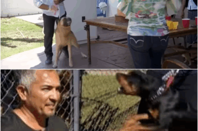 EXPERT WARNING: Your Dog’s “Loyalty” May Actually Be a Sign of Dangerous INSECURITY! Popular Training Myths Exposed as New Footage Shows Ordinary Family Dogs Crossing the Line—Transforming Instantly from Loving Guardian to Sudden, Savage Attacker! Is Your Best Friend Secretly a Threat Lurking Beneath the Surface?