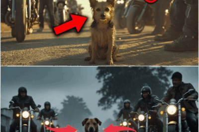 While a pack of bikers jeers at a lonely stray dog near the highway, the dog suddenly risks its life to alert them to hidden danger ahead. The bikers are left stunned as the animal’s incredible instincts and selfless act not only redeem their mockery but end up saving lives.