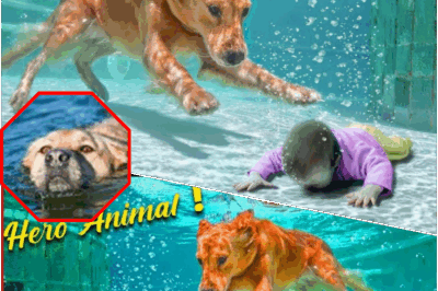 Miracle Rescues Exposed: Ordinary Pets Transform Into Fearless Heroes, Risking Everything to Save Their Owners—Discover the Shocking Moments When Cats, Birds, and Even Elephants Intervened, Proving That Animal Loyalty and Instinct Can Outshine Any Human Superpower in the Most Unexpected Life-or-Death Situations!