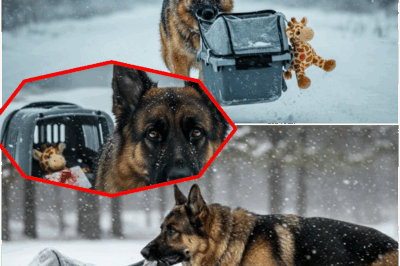 Crying Dog Battles Blizzard, Trails Clues of Murder and Mystery: German Shepherd Bleeds Across the Snow, Guarding a Baby Carrier with a Bloodstained Toy—A Desperate Hike into the Woods Reveals Abandonment, Violence, and a Deadly Pursuer Still Lurking in the Storm. Who—or What—is He Protecting?