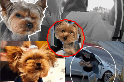 Hidden Camera Shocker: Tiny Yorkie Fearlessly Confronts Two Armed Robbers—Surveillance Footage Captures the Adrenaline-Pumping Moment This Brave Dog Singlehandedly Foils a Violent Heist, Sends the Criminals Packing, and Stuns Both Police and Viewers Worldwide With Unmatched Courage!