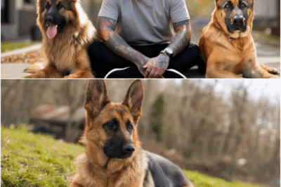 Shocking New Study Claims Most German Shepherds Are Psychic—Owners Report Dogs Predict Winning Lottery Numbers and Spot Cheaters Before Anyone Else! Veterinarians Urge Caution: “Are These Supernatural Abilities a Blessing or a Dangerous Threat to Humanity Itself?”