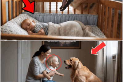 Parents Thought Their K9’s Nightly Growling at Their Child Was Just Odd—But a Startling Discovery Shattered Their Peace Forever, Revealing a Hidden Nightmare Living Beside Them, and Now the Shocking Story Is Sending Chills Down the Spines of Parents Everywhere!