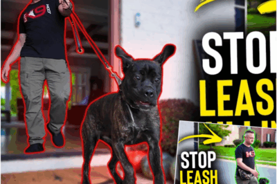 BREAKING: Revolutionary 10-Minute Technique Exposes How to End Leash Pulling Once and For All—No Pain, No Yelling, No Expensive Trainers! Discover How Ordinary Pet Lovers Are Transforming Their Dogs Overnight and Why This Shocking Hack Is Sending Ripples Through the Pet Industry!