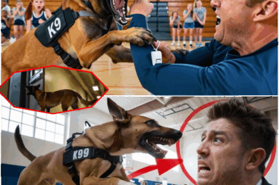 One Dog’s Instincts vs. An Entire School’s Safety: Lex the K9 Leaps, Bites, and Unmasks a Monster—How a “Normal” Gym Class Turned Into an Unthinkable Crime Scene and the Smallest Clue Became the Key to Stopping a Predator Before It Was Too Late!