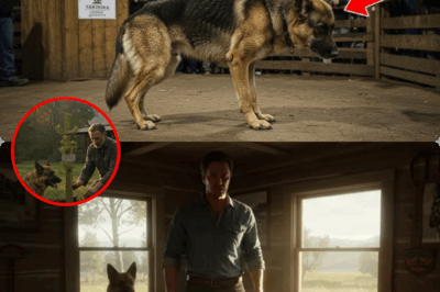 SHOCKING AUCTION SCENE: Abused German Shepherd with Broken Leg Left for Dead Until Mysterious Stranger’s Silent Bid Unravels Web of Scandal, Redemption, and a Dark Secret Connecting Man and Dog in a Heart-Stopping Montana Rescue No One Saw Coming!