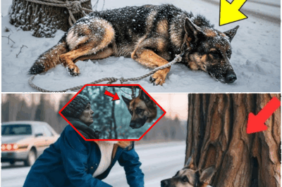 Freeze or Save: Heroic Woman Battles Brutal Storm to Cut German Shepherd from Frozen Tree—What She Discovered About the Owner Shocked Even the Police and Changed a Town Forever!