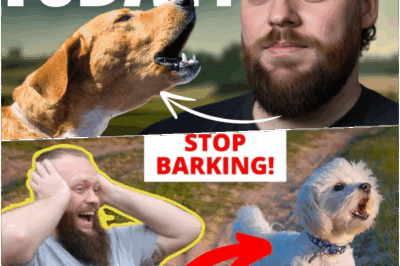 The relentless barking from this dog drove everyone to their wits’ end, but something felt seriously wrong. I stepped in to lend a hand—and uncovered a dire situation that nobody could have imagined. The story behind the noise is one of danger, courage, and an unforgettable twist nobody saw coming.