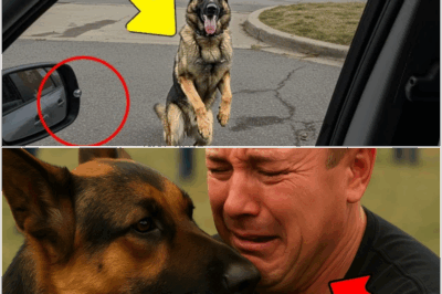 A missing K9 German Shepherd, separated from his handler for over three years, miraculously recognized his owner at a rescue event. Their emotional embrace unleashed memories—and the dog’s reaction solved a mystery no one could have predicted, leading to a newfound hope for families everywhere.