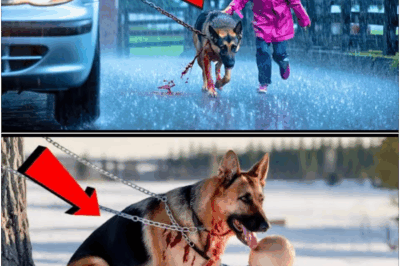 No one could stop crying when they saw the aftermath—a German Shepherd cruelly chained and dragged, whimpering in agony. But the world was utterly unprepared for what happened next: a baby, barely a year old, comforted the dog in a way even adults couldn’t. Their interaction became an international symbol of hope and humanity.