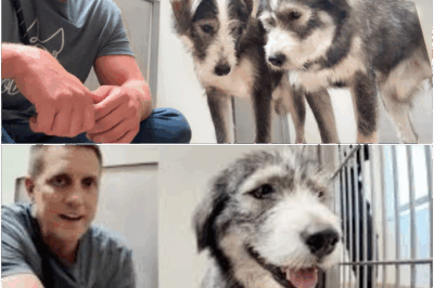Watch as this frightened dog, lost and shaking in his kennel, is reunited with his beloved brother before stunned rescuers—his fearful whimpers instantly turn into ecstatic tail wags and emotional hugs, creating a viral sensation that proves the unbreakable power of sibling bonds, even after years of heartbreaking separation.