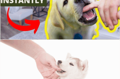 Tired of your puppy turning into a mini land shark? You’re not alone. Many new pet parents struggle to control biting during the early months. The good news? You can stop puppy biting instantly with the right technique—and we’re about to show you how in just a few simple steps.