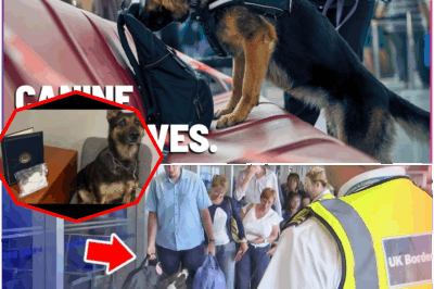 Terrifying Truth Unveiled! Heroic K9 Unit Sniffs Out Chilling Drug Cache Aboard Passenger Aircraft Just Minutes Before Takeoff, Preventing Catastrophic Disaster—Authorities Shocked by Ruthless Smuggling Methods, Public Left in Utter Disbelief as Details of International Crime Syndicate Rock Nation to Its Core.