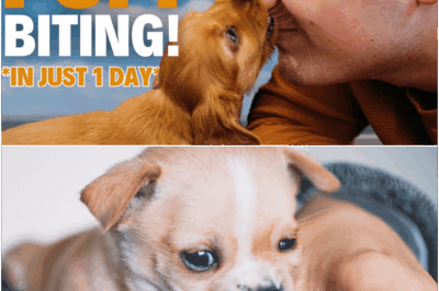 Puppy biting might seem like an uncontrollable phase, but with the right approach, you can stop it in just one day. Whether you’re a first-time dog owner or struggling with a stubborn pup, this guide will show you simple, effective steps that work every single time—no yelling or harsh methods.