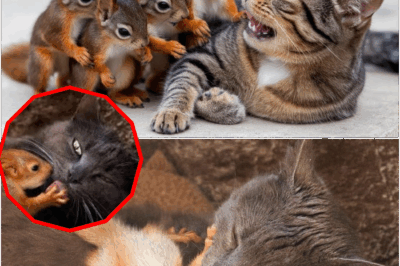 Against All Odds: Orphaned Squirrel Siblings Adopted by Gentle House Cat—See the Viral Photos Revealing Their Adorable Snuggles, Playtime Antics, and the Unexpected Animal Friendship That’s Captivating Hearts Worldwide and Redefining What Family and Motherhood Truly Mean!
