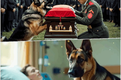 Police Funeral Turns Into Nightmare As Faithful Dog Refuses To Leave The Coffin – Officers Forced To Open Casket Reveal A Discovery So Unimaginable And Terrifying That Mourners Fainted On The Spot, Triggering Panic And Sparking Wild Theories About The Strange Incident Sweeping Across The Country Overnight.