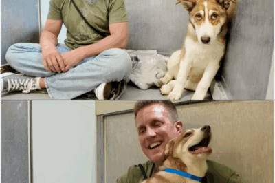 Tearjerking Video Shows His First Tail Wag Ever—From Fear and Silence to Hope and Happiness, Witness the Life-Changing Second When This Rescued Dog Finally Believed in Human Kindness Again! Animal Lovers Everywhere Can’t Stop Watching This Unforgettable Miracle.