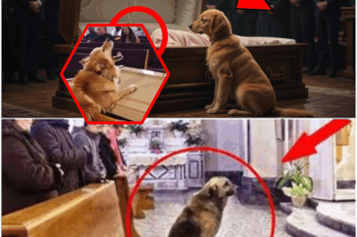 As the funeral procession mourned a young girl’s loss, a stray dog appeared and stationed itself beside her coffin—never budging, eyes full of sorrow. But when the family prepared to say their final goodbyes, the dog’s unexpected behavior revealed a shocking connection that turned grief into mystery and left the entire town talking.