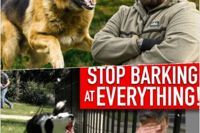 Fix Your Dog’s Reactivity FAST – Real Training Breakdown Reveals the Shocking Mistakes You’re Making, the Jaw-Dropping System Pros Use, and One Simple Change That Can Calm Aggression and Anxiety Overnight — Why No Trainer Has Ever Told You THIS Before!