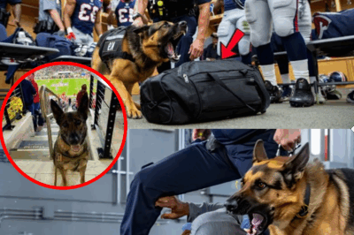 League on the Brink: K-9’s Daring Midnight Chase Exposes Hidden Bombs and Sabotage Plot That Almost Leveled the Stadium—You Won’t Believe Who Masterminded the Attack! Security Botches Almost Cost Thousands Their Lives; Exclusive Details on the Real-Life Heroes Who Changed History Forever Surface Now!