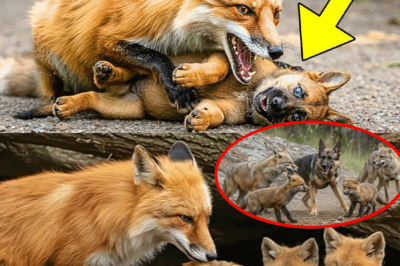 From Predator to Protector: The Incredible Moment a Starving Fox Rescued an Abandoned Puppy, Igniting a Heart-Stopping Survival Saga Full of Danger, Miracles, and Unimaginable Loyalty—Photos and Eyewitness Reports Fuel Global Frenzy, Rewriting Everything We Know About Animal Behavior and the Limits of Love in the Wilderness!