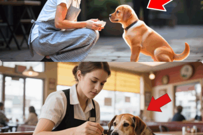Heartless Boss Fires Poor Waitress For Showing Mercy To Homeless Dog—But Suddenly, A Mysterious Millionaire Walks In And Unveils A Jaw-Dropping Secret! Within Minutes, Her Tears Turn To Joy As Cameras Roll And The Diners Witness An Astonishing Twist Nobody Could Have Predicted!