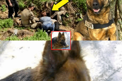 Shock and Relief: Elderly Woman with Dementia Survives Night in the Forest Thanks to Miracle Dog with Superhuman Scent Powers Who Refused to Give Up Until She Was Found Alive and Reunited with Tearful Family!