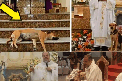 Shocking Holy Sanctuary: Brazilian Priest Turns Church into Refuge for Stray Dogs – Homeless Pups Roam Freely Among Worshipers, Melting Hearts and Sparking Unbelievable Adoption Frenzy!