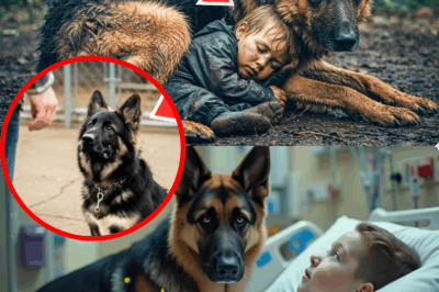 One-Eyed Ex-Military Dog Found in Colorado Forest Rescuing Lost Child—But Secret Government Plot Unraveled When Kid’s Life Saved Twice! Authorities Stunned as Hero K-9 Exposes Deep Corruption, Forces Town to Choose Between Law and Love in Heart-Stopping Crisis That Shook the Nation.