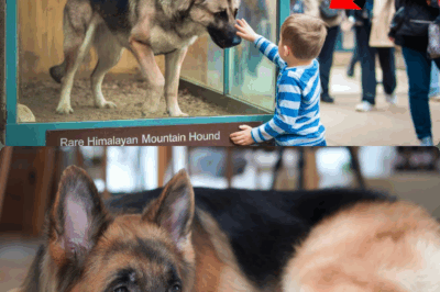 A German Shepherd Was Caged and Displayed as a ‘Rare Exotic Creature’ in a Zoo – Heartbroken Baby’s Shocking Discovery Revealed a Dark Animal Trafficking Secret Nobody Expected, Leaving the Entire City in Tears and Authorities Reeling from the Unbelievable Truth Hidden in Plain Sight!