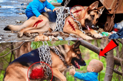Chained, Starved, and Left to Die: Heartless Owner Abandons German Shepherd at Overflowing Dumpster—but What a Brave 4-Year-Old Boy Did Next Will Absolutely Break and Heal Your Heart at the Same Time!