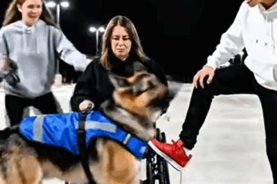 Reiche Teenager misshandelten eine im Rollstuhl sitzende Frau und ihren Hund – doch ein ehemaliger Navy SEAL stellte sich ihnen in den Weg.