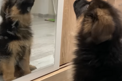 ALARM IM WELPENHAUS ❗️Die ersten 3 Monate mit meinem Deutschen Schäferhund entpuppten sich als emotionaler Ausnahmezustand – voller überraschender Rückschläge, unerwarteter Fortschritte und rätselhafter Nächte, in denen mein Welpe plötzlich Dinge tat, die ich mir bis heute nicht erklären kann. Warum reagiert er manchmal wie auf ein unsichtbares Geräusch? Was bedeutet dieses geheimnisvolle Verhalten? War es wirklich nur Eingewöhnung – oder steckt mehr dahinter, als Experten zugeben wollen? 😱🐾 👉 Lies mehr im ersten Kommentar 👇👇