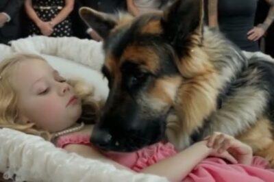 Polizeihund weigert sich, den Sarg eines kleinen Mädchens zu verlassen – Die schockierende Wahrheit
