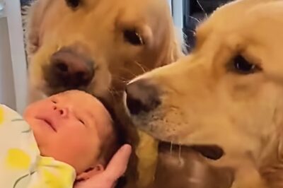 Zwei Hunde-Brüder hören nicht auf, Spielzeuge zu ihrer neugeborenen Schwester zu bringen – Tag für Tag, Stunde um Stunde, als hätten sie instinktiv verstanden, dass dieses kleine Wesen beschützt werden muss. Was zunächst niedlich wirkt, entpuppt sich schnell als tief berührende Geschichte über Loyalität, Verantwortung und eine Bindung, die selbst erfahrene Tierverhaltensforscher sprachlos macht. Doch der Moment, in dem die Hunde erstmals allein mit dem Baby bleiben, verändert alles… klickt auf den Link, um das ganze Video zu sehen.