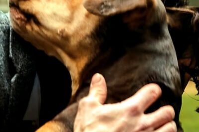 This dog finds the owner it lost 2 years ago – eine unglaubliche Heimkehr, die ein ganzes Viertel zu Tränen rührte