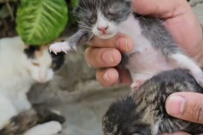 Weinende Katzenmutter bringt sterbendes Kätzchen zu einem Mann – Seine Reaktion rettete das Leben! Einfach unglaublich!